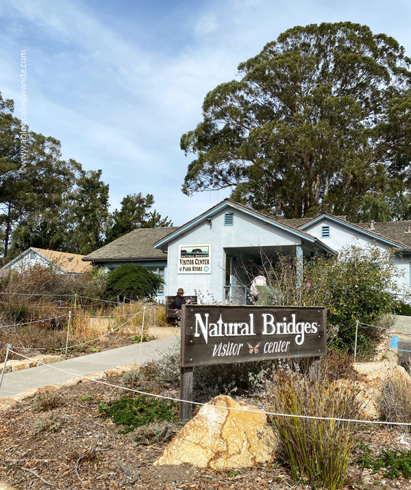 Day trip to Santa Cruz, Butterfly Sanctuary Santa Cruz, Natural Bridges State Beach, California day trips, California travel, Santa Cruz, Monarch Butterflies, Northern California beaches, Monarch butterflies, Wanda Guess