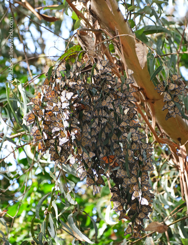Day trip to Santa Cruz, Butterfly Sanctuary Santa Cruz, Natural Bridges State Beach, California day trips, California travel, Santa Cruz, Monarch Butterflies, Northern California beaches, Monarch butterflies, Wanda Guess
