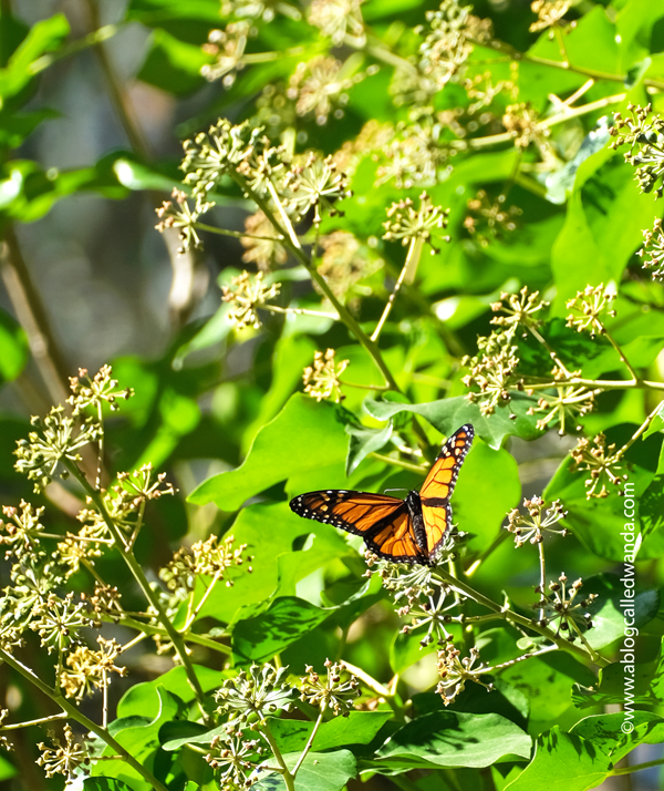 Day trip to Santa Cruz, Butterfly Sanctuary Santa Cruz, Natural Bridges State Beach, California day trips, California travel, Santa Cruz, Monarch Butterflies, Northern California beaches, Monarch butterflies, Wanda Guess