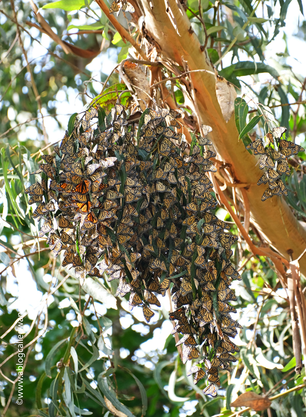 Day trip to Santa Cruz, Butterfly Sanctuary Santa Cruz, Natural Bridges State Beach, California day trips, California travel, Santa Cruz, Monarch Butterflies, Northern California beaches, Monarch butterflies, Wanda Guess