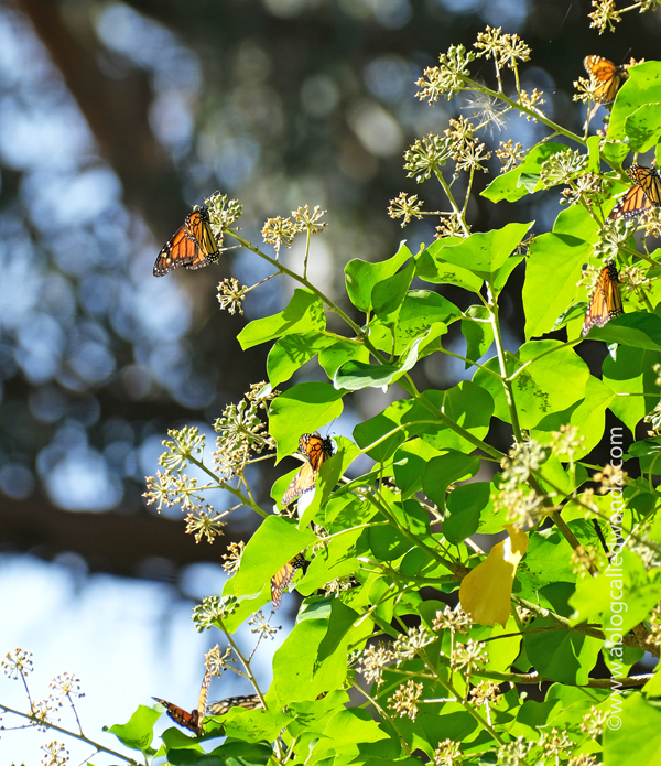 Day trip to Santa Cruz, Butterfly Sanctuary Santa Cruz, Natural Bridges State Beach, California day trips, California travel, Santa Cruz, Monarch Butterflies, Northern California beaches, Monarch butterflies, Wanda Guess