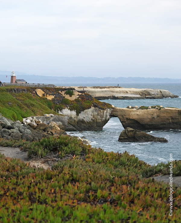 Day trip to Santa Cruz, Butterfly Sanctuary Santa Cruz, Natural Bridges State Beach, California day trips, California travel, Santa Cruz, Monarch Butterflies, Northern California beaches, Monarch butterflies, Wanda Guess