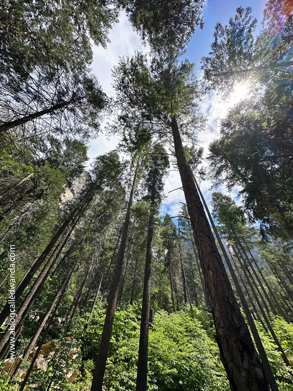 yosemite california, national park, waterfalls, northern california, yosemite falls, tunnel view, big trees, merced river, half dome, cathedral, sight seeing, where to go in california, wanda guess, a blog called wanda, photography